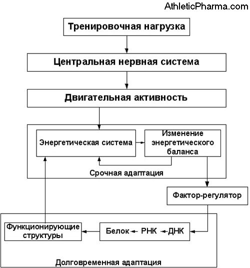 Влияние тренировок на рост мышц