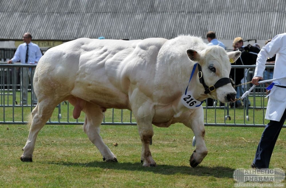 belgian_blue_cow.jpg